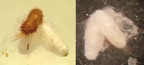 Réf. 346 656 : Laelius sp.